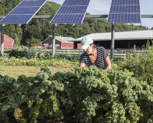 UMass Grad student Kristin Oleskwwicz harvests vegetables grown under PV arrays at a test plot at the UMass Crop Animal Research and Education Center in South Deerfield, MA.