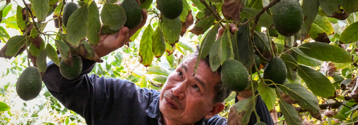 New farmer Leonardo Aguila checks his orchard of avocado trees on his 6.3-acre farm in Fallbrook, CA, on Nov. 11, 2018.