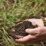 Hands holding healthy soil