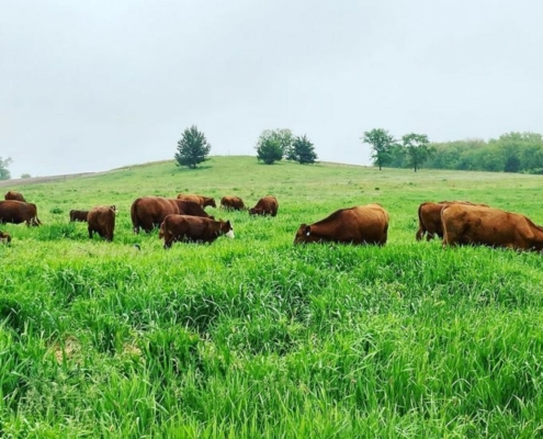 DS Family Farm Cattle