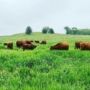 DS Family Farm Cattle