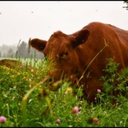 cow grazing biodiverse pasture