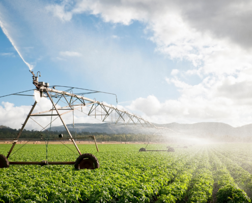 Crops being watered by irrigation