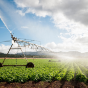 Crops being watered by irrigation